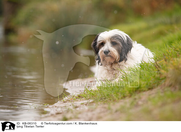 liegender Tibet-Terrier / lying Tibetan Terrier / KB-06310