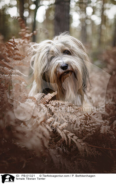 Tibet-Terrier Hndin / female Tibetan Terrier / PB-01321