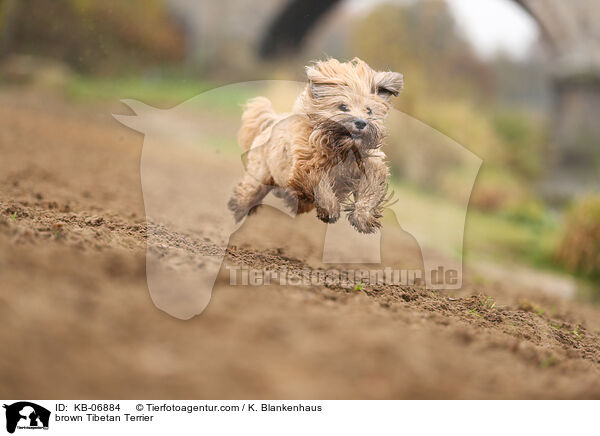 brauner Tibet-Terrier / brown Tibetan Terrier / KB-06884