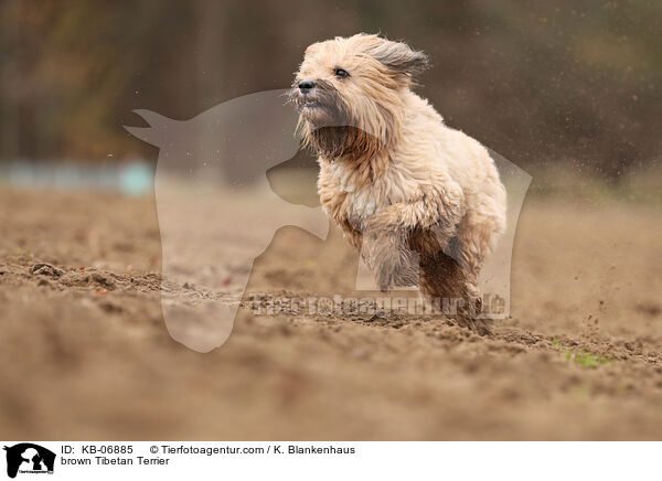 brauner Tibet-Terrier / brown Tibetan Terrier / KB-06885