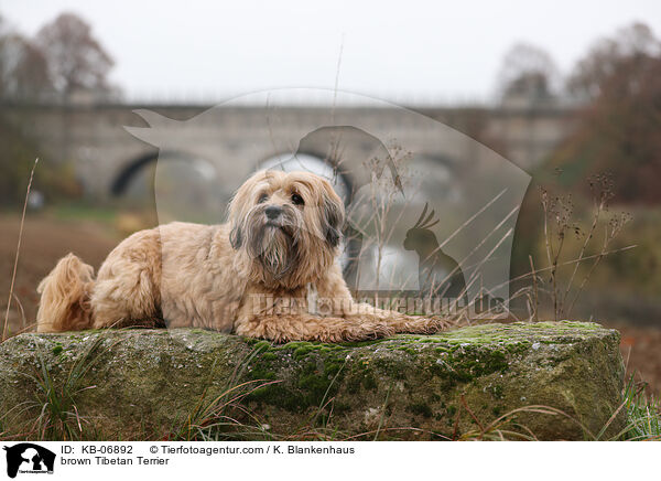 brauner Tibet-Terrier / brown Tibetan Terrier / KB-06892