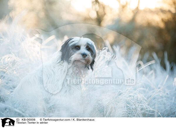 Tibet-Terrier im Winter / Tibetan Terrier in winter / KB-06898