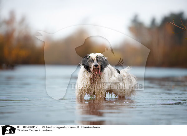 Tibet-Terrier im Herbst / Tibetan Terrier in autumn / KB-06917