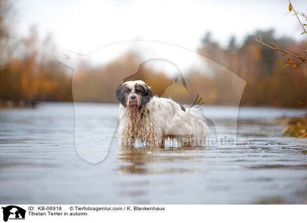 Tibet-Terrier im Herbst / Tibetan Terrier in autumn / KB-06918