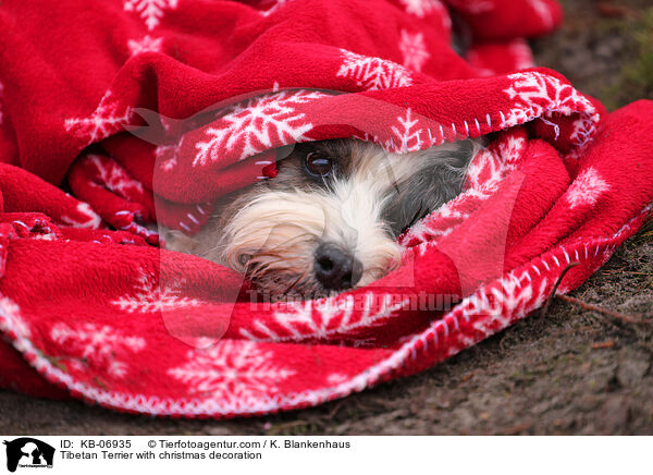 Tibet-Terrier mit Weihnachtsdeko / Tibetan Terrier with christmas decoration / KB-06935