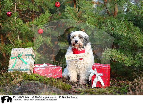 Tibet-Terrier mit Weihnachtsdeko / Tibetan Terrier with christmas decoration / KB-06940