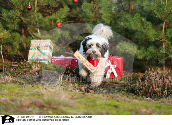 Tibet-Terrier mit Weihnachtsdeko / Tibetan Terrier with christmas decoration / KB-06941
