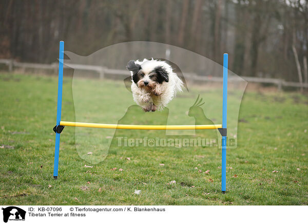 Tibet-Terrier beim Fitness / Tibetan Terrier at fitness / KB-07096