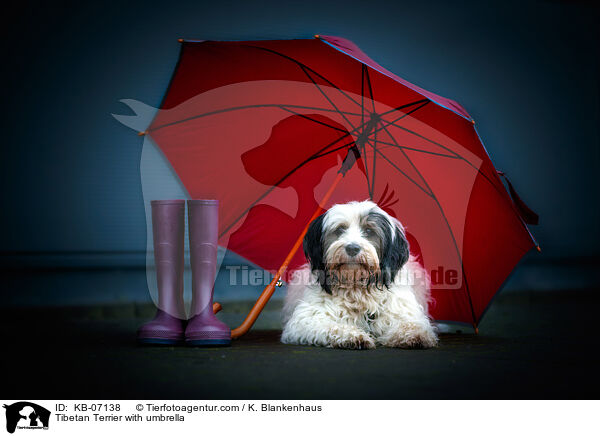 Tibetan Terrier with umbrella / KB-07138