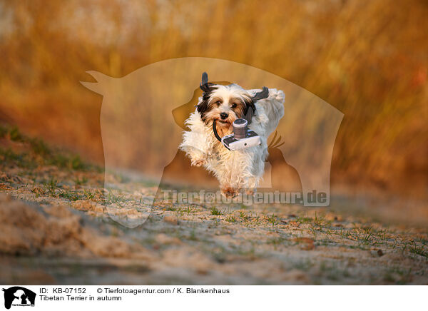 Tibet-Terrier im Herbst / Tibetan Terrier in autumn / KB-07152