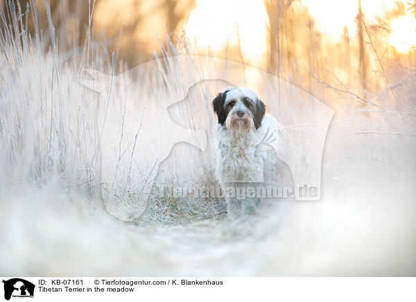 Tibet-Terrier auf der Wiese / Tibetan Terrier in the meadow / KB-07161