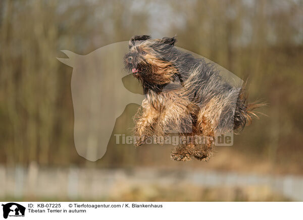 Tibet-Terrier im Herbst / Tibetan Terrier in autumn / KB-07225