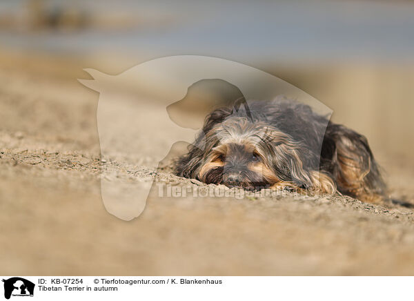 Tibet-Terrier im Herbst / Tibetan Terrier in autumn / KB-07254