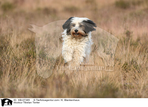 tricolour Tibet-Terrier / tricolour Tibetan Terrier / KB-07385