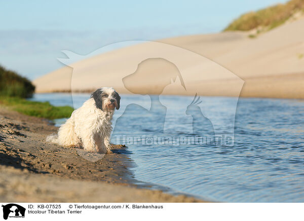 tricolour Tibet-Terrier / tricolour Tibetan Terrier / KB-07525