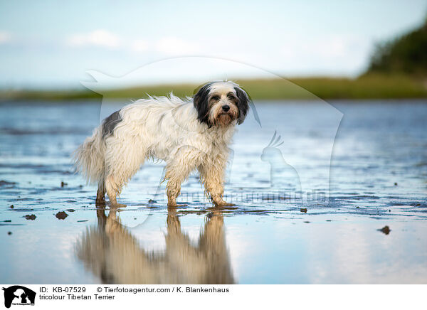 tricolour Tibet-Terrier / tricolour Tibetan Terrier / KB-07529