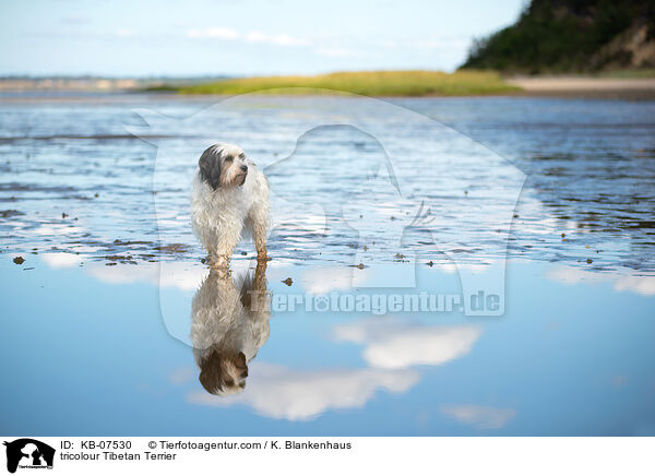 tricolour Tibet-Terrier / tricolour Tibetan Terrier / KB-07530