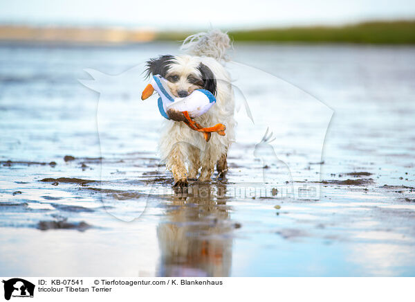 tricolour Tibet-Terrier / tricolour Tibetan Terrier / KB-07541