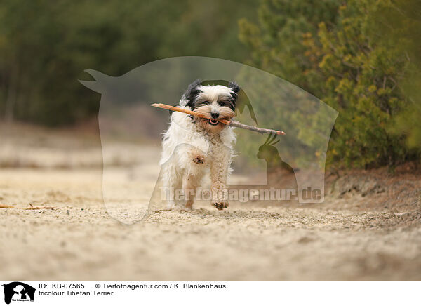 tricolour Tibet-Terrier / tricolour Tibetan Terrier / KB-07565