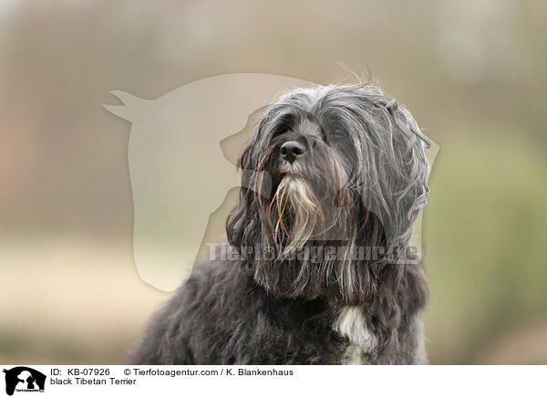 schwarzer Tibet-Terrier / black Tibetan Terrier / KB-07926