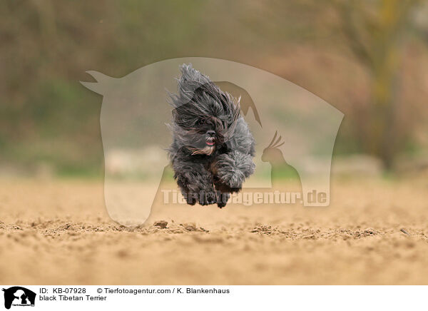 schwarzer Tibet-Terrier / black Tibetan Terrier / KB-07928