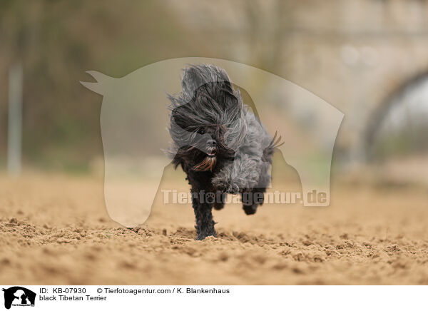 schwarzer Tibet-Terrier / black Tibetan Terrier / KB-07930