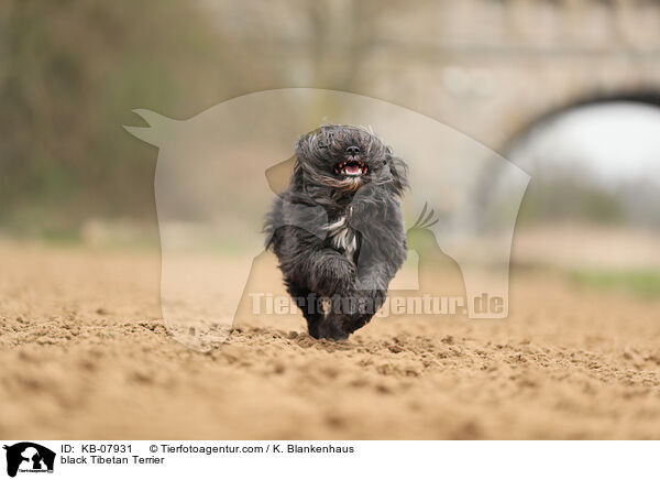 schwarzer Tibet-Terrier / black Tibetan Terrier / KB-07931