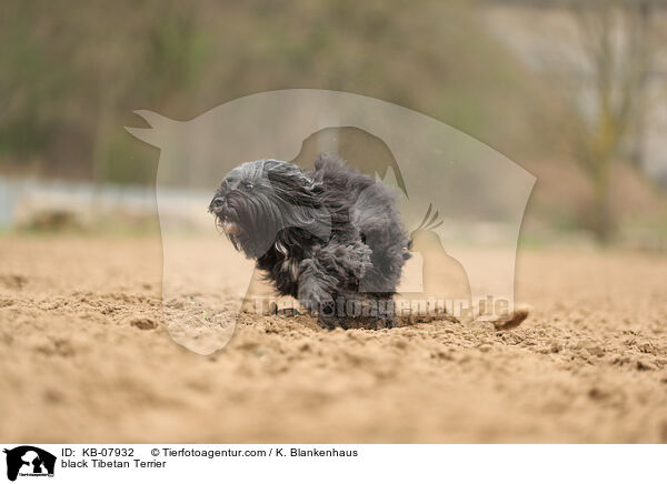 schwarzer Tibet-Terrier / black Tibetan Terrier / KB-07932