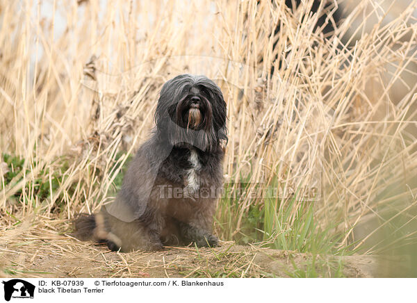 schwarzer Tibet-Terrier / black Tibetan Terrier / KB-07939