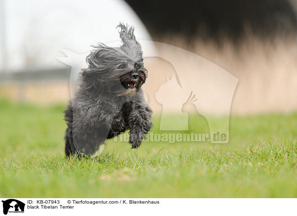 schwarzer Tibet-Terrier / black Tibetan Terrier / KB-07943