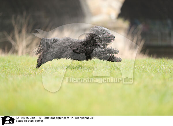 schwarzer Tibet-Terrier / black Tibetan Terrier / KB-07959