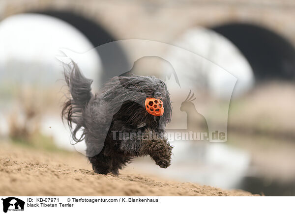 schwarzer Tibet-Terrier / black Tibetan Terrier / KB-07971