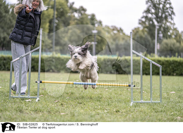 Tibet Terrier beim Hundesport / Tibetan Terrier at dog sport / SIB-02825