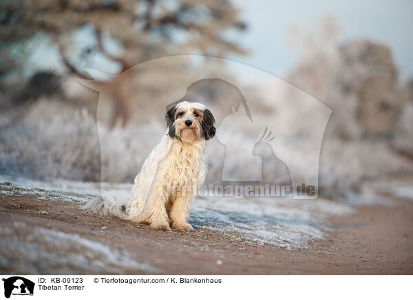 Tibet-Terrier / Tibetan Terrier / KB-09123