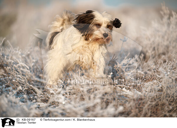 Tibet-Terrier / Tibetan Terrier / KB-09167