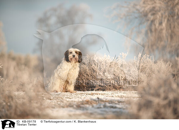 Tibet-Terrier / Tibetan Terrier / KB-09178