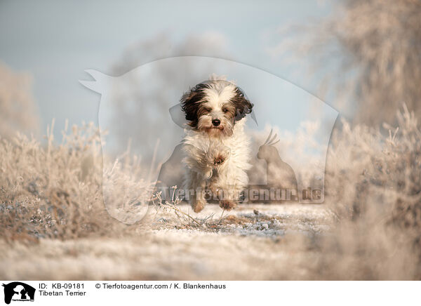 Tibet-Terrier / Tibetan Terrier / KB-09181