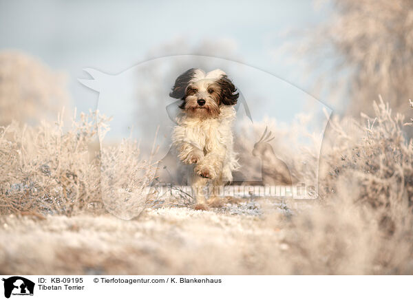 Tibet-Terrier / Tibetan Terrier / KB-09195