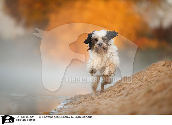 Tibet-Terrier / Tibetan Terrier / KB-09524