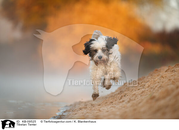 Tibet-Terrier / Tibetan Terrier / KB-09525