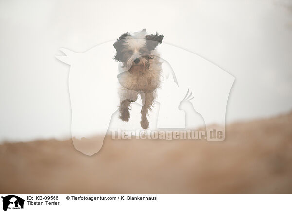 Tibet-Terrier / Tibetan Terrier / KB-09566