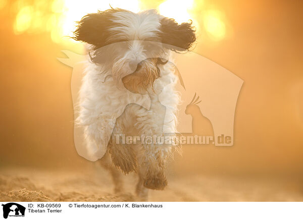 Tibet-Terrier / Tibetan Terrier / KB-09569