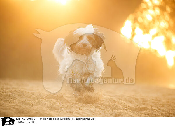 Tibet-Terrier / Tibetan Terrier / KB-09570