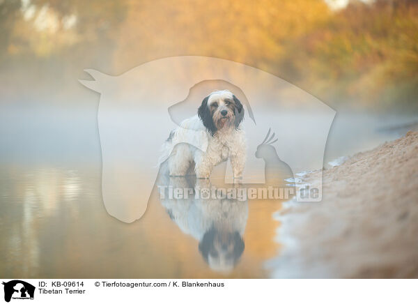 Tibet-Terrier / Tibetan Terrier / KB-09614