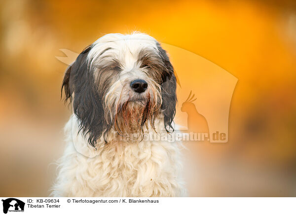 Tibet-Terrier / Tibetan Terrier / KB-09634