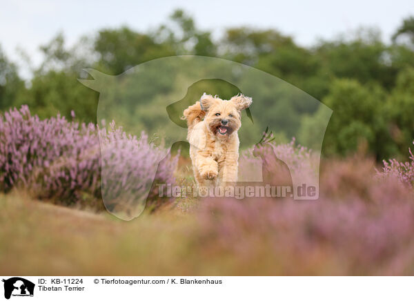 Tibet-Terrier / Tibetan Terrier / KB-11224