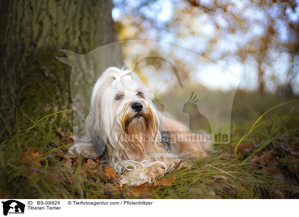 Tibet-Terrier / Tibetan Terrier / BS-08824