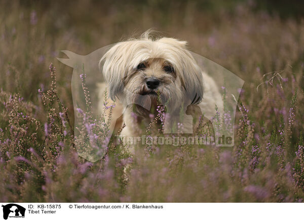 Tibet Terrier / Tibet Terrier / KB-15875