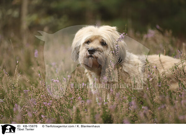 Tibet Terrier / Tibet Terrier / KB-15876