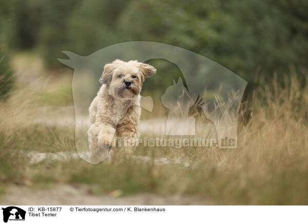 Tibet Terrier / Tibet Terrier / KB-15877